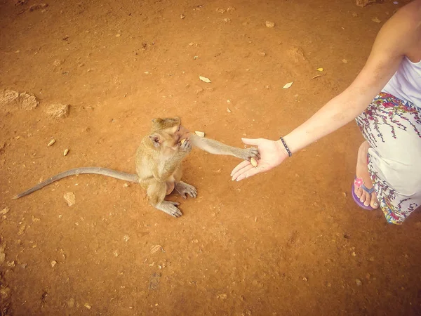 Una Joven Rubia Alimenta Mono Tailandia — Foto de Stock