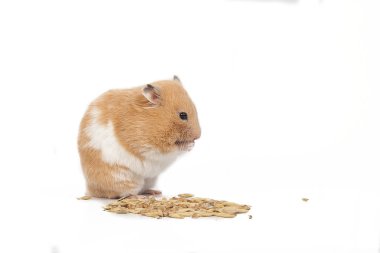 Beyaz arka plan üzerinde mısır yemek yağ hamster