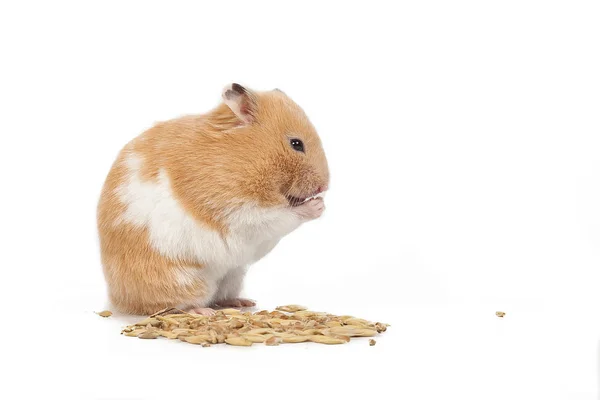 Hámster gordo comiendo maíz sobre fondo blanco — Foto de Stock