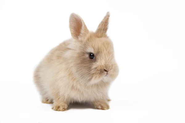 Röd kanin kanin porträtt ser framifrån till betraktaren på vit bakgrund — Stockfoto