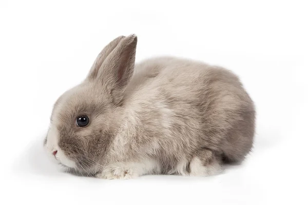 Pequeño conejito lindo esponjoso sobre fondo aislado blanco — Foto de Stock