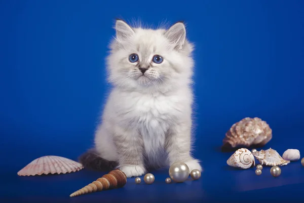 Encantador gatito blanco de tres meses con ojos azules posando sobre un fondo marino. Gatito con conchas y perlas . —  Fotos de Stock