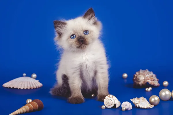 Encantador gatito blanco de tres meses con ojos azules posando sobre un fondo marino. Gatito con conchas y perlas . —  Fotos de Stock