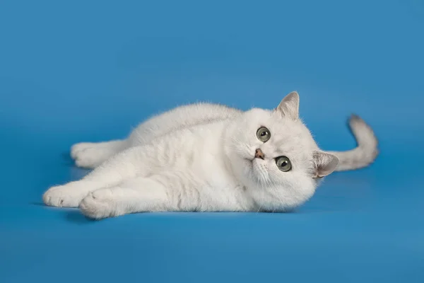 British chinchilla breed cat white with magical green eyes lying on a blue background. — Stock Photo, Image