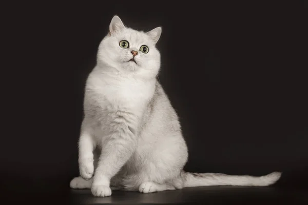 Adorable británico crianza blanco gato con mágico verde ojos sentado en aislado negro fondo —  Fotos de Stock