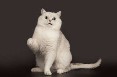 İzole siyah arka plan üzerinde oturan büyülü yeşil gözleri ile Sevimli İngiliz ırkı beyaz kedi