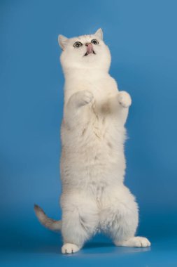 Mavi bir arka plan üzerinde yatan büyülü yeşil gözleri ile sevimli İngiliz ırkı kedi beyaz. Kedi arka ayakları üzerinde duruyor.