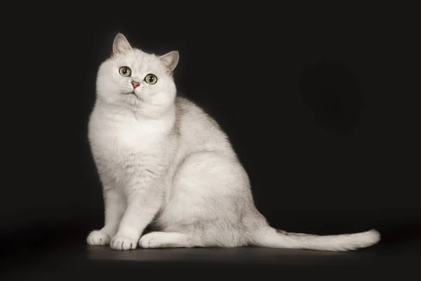 İzole siyah arka plan üzerinde oturan büyülü yeşil gözleri ile Sevimli İngiliz ırkı beyaz kedi — Stok fotoğraf
