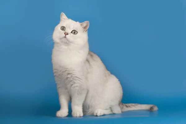 Británica chinchilla crianza gato blanco con mágico verde ojos sentado en un azul fondo . —  Fotos de Stock