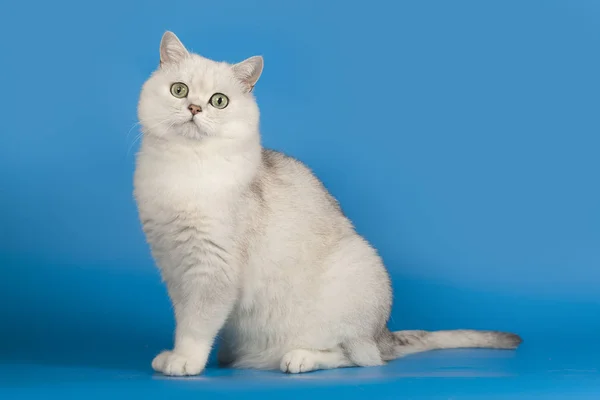 Mavi bir arka plan üzerinde oturan büyülü yeşil gözleri ile İngiliz chinchilla cins kedi beyaz. — Stok fotoğraf