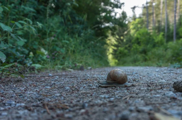 カタツムリは 未舗装の道路を横切る — ストック写真