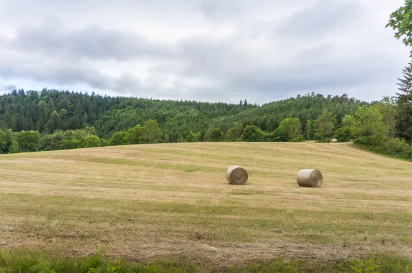 Krásná letní krajina — Stock fotografie