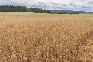 Güzel yaz manzarası