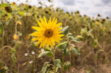 Yazın ayçiçeği tarlası