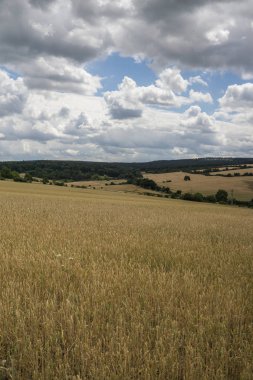 Güzel yaz manzarası