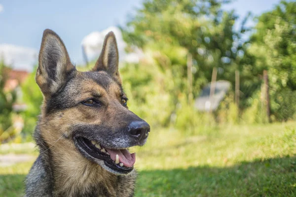 Duitse herder op de dagelijkse werkzaamheden — Stockfoto