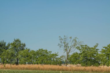 Güzel yaz manzarası