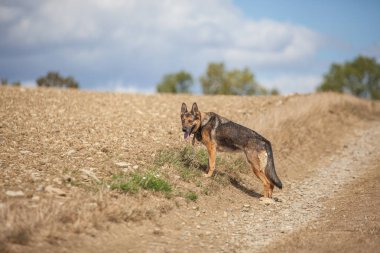 Alman çoban günlük iş başında