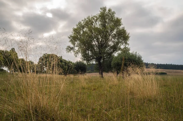 Hermoso paisaje de verano —  Fotos de Stock