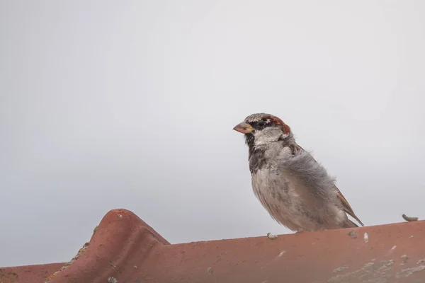 Haussperling Auf Dem Dach — Stockfoto