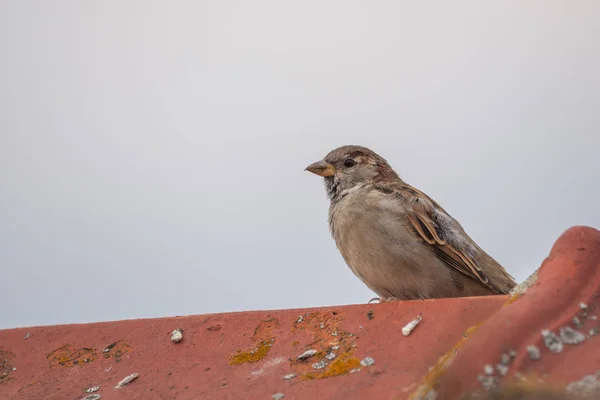 Hus Sparv Taket — Stockfoto