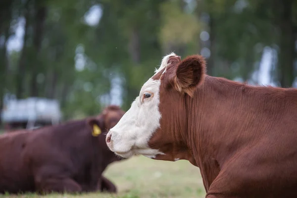 Vacas Pasto — Fotografia de Stock