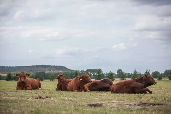 Vacas Pasto — Foto de Stock