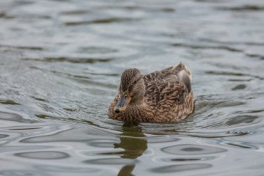 Gölde yaban ördeği