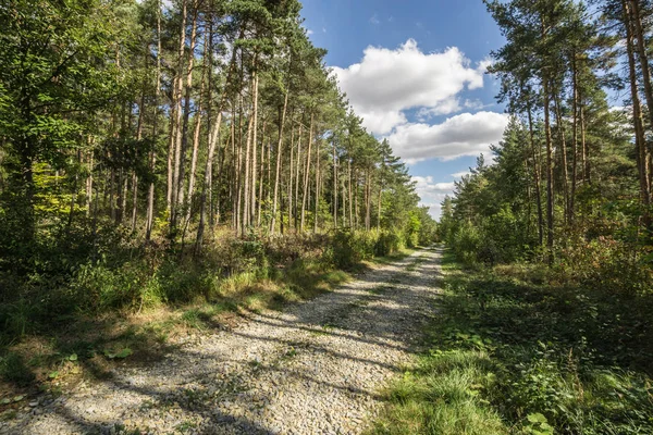 Landschap in het voorjaar van — Stockfoto