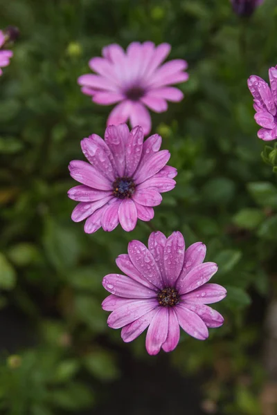 Flor Púrpura Otoño — Foto de Stock