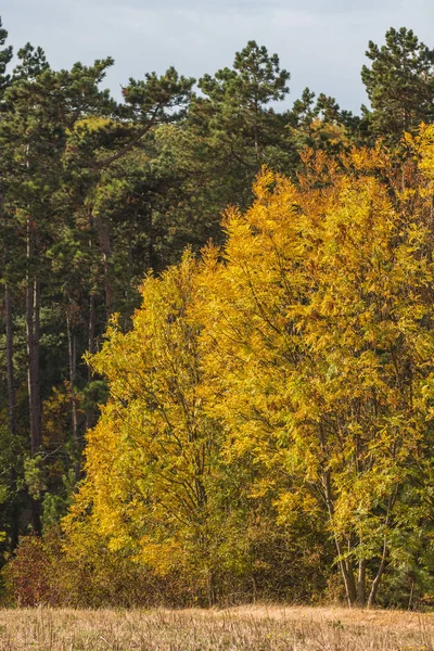 Paesaggio in primavera — Foto Stock