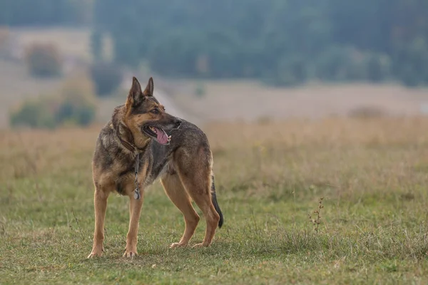 Tysk herdehund — Stockfoto