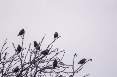Bakış sonbaharda toplamak