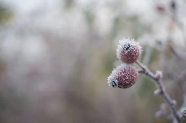 Rosa Canina Ricoperta Cristalli Ghiaccio — Foto Stock