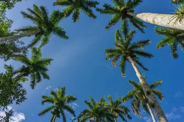 Paysage Des Caraïbes Été — Photo