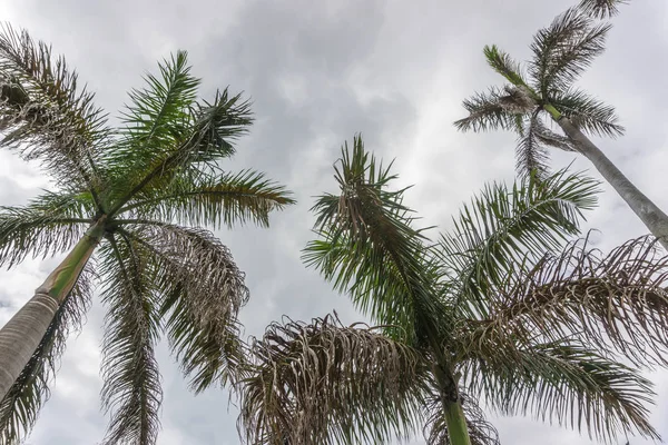 Paysage Des Caraïbes Été — Photo