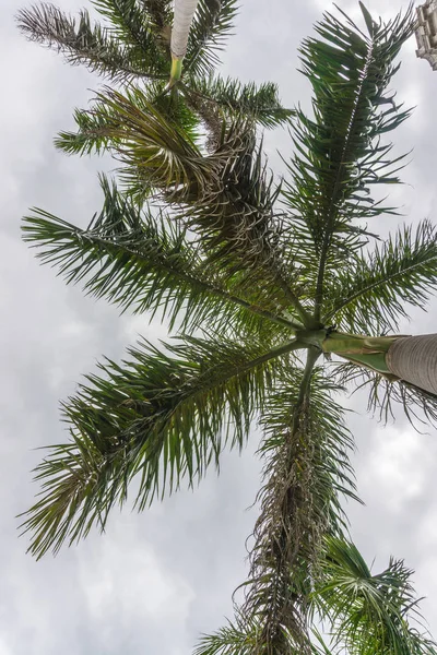 Paysage Des Caraïbes Été — Photo