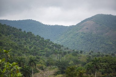 Yaz aylarında Karayip manzara