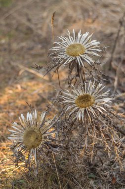 Bir çayır üzerinde kuru gümüş devedikeni