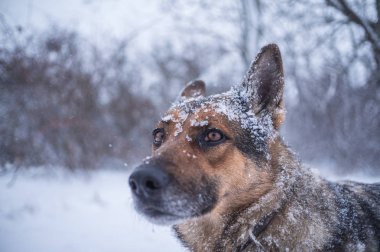Alman çoban köpeği.