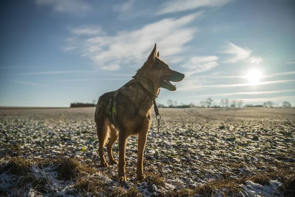 ドイツの羊飼い犬 — ストック写真