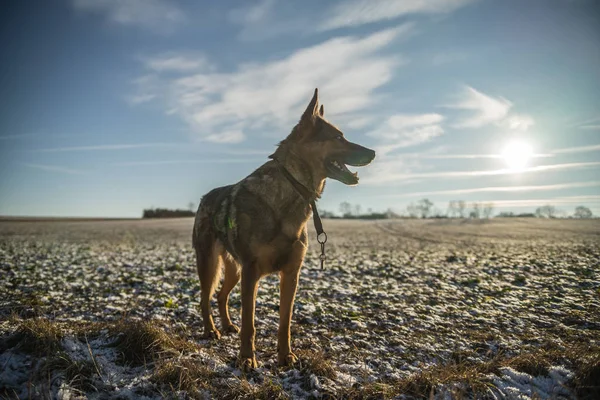 Cão pastor alemão — Fotografia de Stock