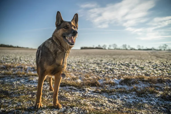 Deutscher Schäferhund — Stockfoto