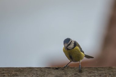 Mavi baştankara olduğunu oturan üzerinde bir ahşap çit