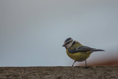 Mavi baştankara olduğunu oturan üzerinde bir ahşap çit