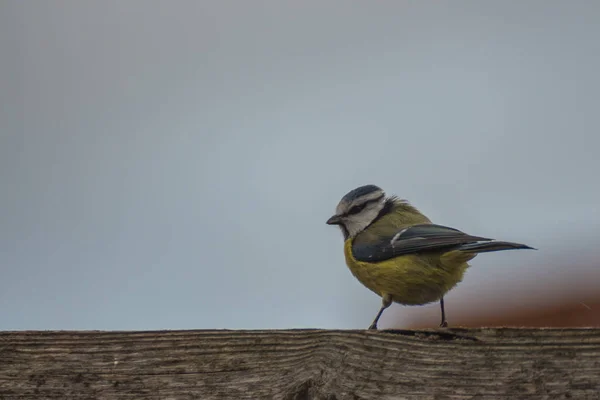 Mésange Bleue Est Assis Sur Une Clôture Bois — Photo