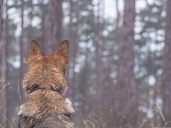 Tysk herdehund — Stockfoto