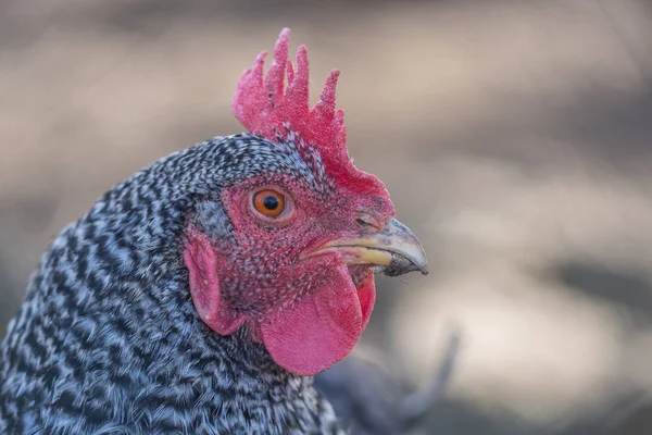 Frango Alcance Livre Uma Fazenda — Fotografia de Stock