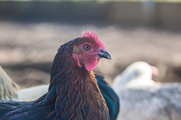 Frango Alcance Livre Uma Fazenda — Fotografia de Stock