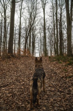 Alman çoban köpeği.